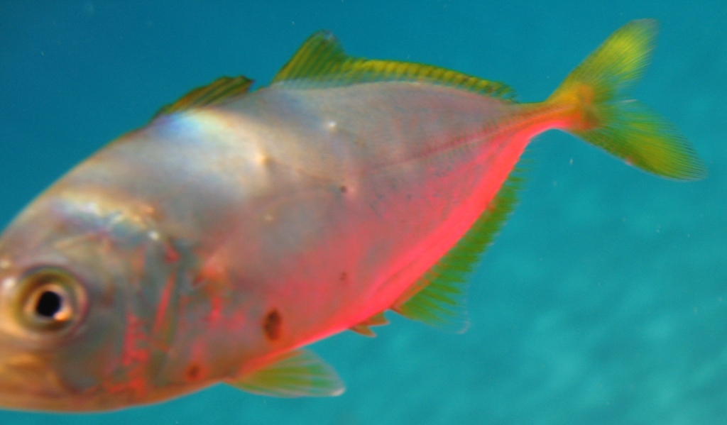 juvenile Caranx crysos